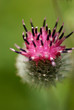 burdock