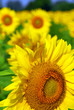 Sunflower field