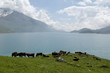 troupeau au lac du mont cenis - alpes