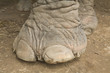 Elefantenfuss