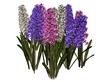 Hyacinth Hyacinth