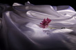 Flower and Satin