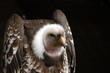 Vautour 