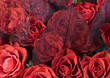 Red roses
