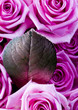 Pink freshness
