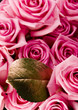 Pink roses