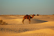 Photo: Camels Camels