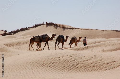 Photo: caravan in desert Sahara caravan in desert Sahara