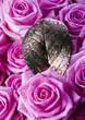Pink bouquet