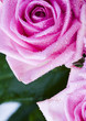 Pink bouquet