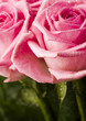 Bouquet of roses