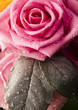 Romantic flowers