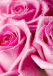 Beautiful roses