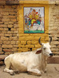 inde - vache sacrée