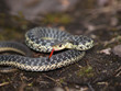 garter snake