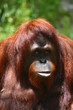 orangutan orangutan