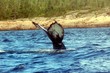 humpback whale diving