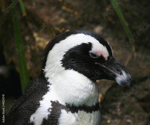 blackfooted penguin (Spheniscus demersus) blackfooted penguin (Spheniscus demersus)