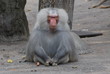 Pavian "Mr. Evil"
