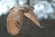 Buho volando