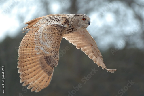 Foto: Buho volando Buho volando