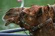 dromedary camel (Camelus Dromedarius) dromedary camel (Camelus Dromedarius)