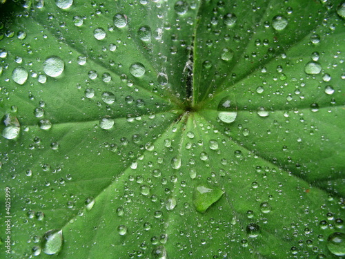 Photo: leaf and water drops leaf and water drops