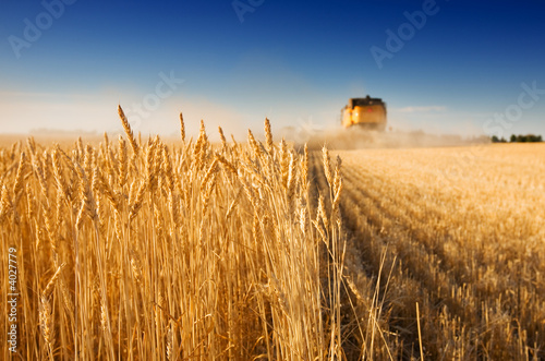 Photo: Harvest time Harvest time