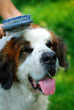 Dog cleaning