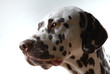dog a3