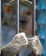 A caged monkey looking out through the cage.
