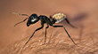 Warrior termite