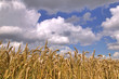 Field of wheat under cloudy sky Field of wheat under cloudy sky