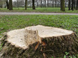 woodpile (round) woodpile (round)