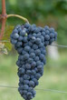 uva barbera uva barbera