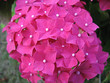 Hortensie Hortensie