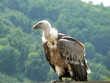 Le vautour (profil)