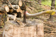 Axe with logs