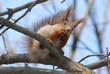 Squirell