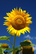 Sunflower with blue sky background