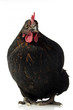 Foto: black chicken black chicken