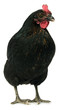 Foto: black chicken black chicken