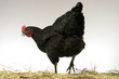Foto: chicken chicken