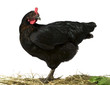 Foto: chicken chicken
