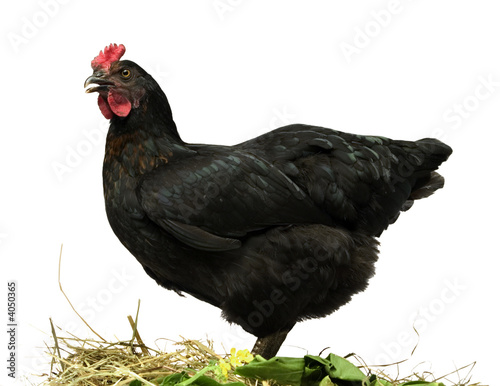 Foto: chicken chicken