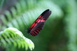 papillon papillon