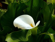 Arome en vert
