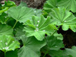 geranium