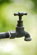 old tap old tap