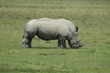 A white Rhinoceros eating grass in Africa